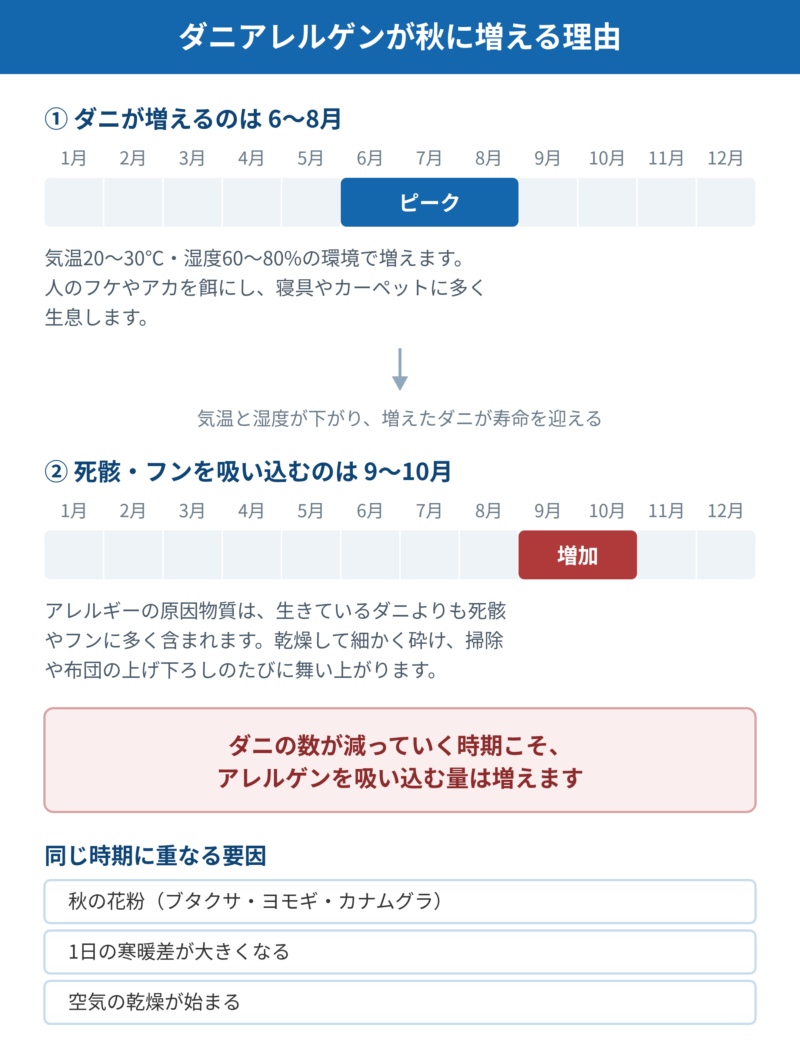 ダニアレルゲンが秋に増える理由の図。ダニは6〜8月に増え、気温と湿度が下がる9〜10月に死骸やフンが舞い上がり、吸い込むアレルゲン量が増えることを示す。